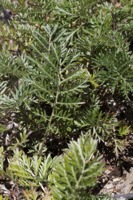 Photographie n°bb065417 du taxon