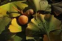 Photographie n°jlt090160 du taxon